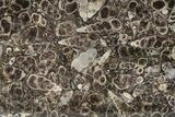 Polished Fossil Turritella Agate Section - Wyoming #193592-1